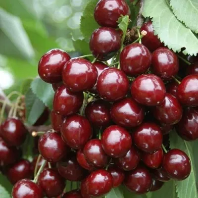 Черешня СИЛЬВИЯ колоновидная — описание сорта Черешня СИЛЬВИЯ колоновидная в Волгограде