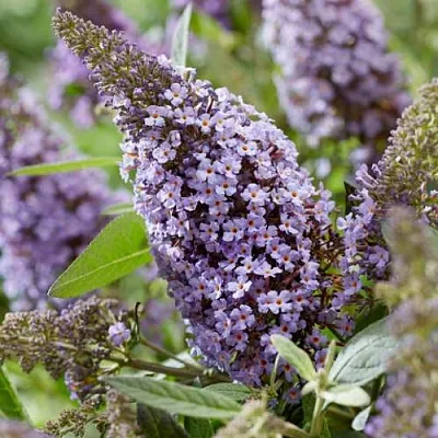 Буддлея давида БАТТЕРФЛЯЙ КАНДИ ЛИЛА СВИТХАРТ  Буддлея давида БАТТЕРФЛЯЙ КАНДИ ЛИЛА СВИТХАРТ в Волгограде