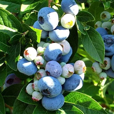 Голубика ВЕЙМУТ в Волгограде