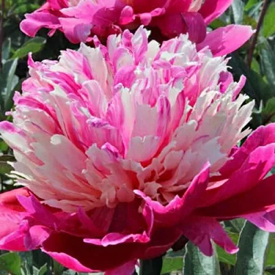 Пион ДЕЙДРИМ травянистый  Пион ДЕЙДРИМ травянистый в Волгограде