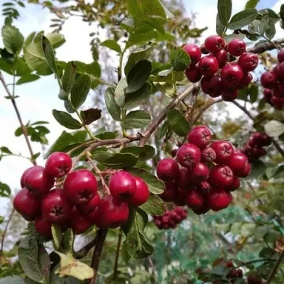 Рябина ГРАНАТНАЯ сладкоплодная — описание сорта Рябина ГРАНАТНАЯ сладкоплодная в Волгограде