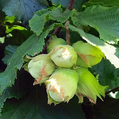 Фундук ТАМБОВСКИЙ РАННИЙ в Волгограде