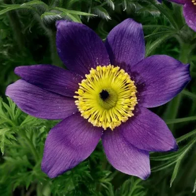 Прострел ПИНВИЛ БЛЮ ШЕЙДЕС в Волгограде