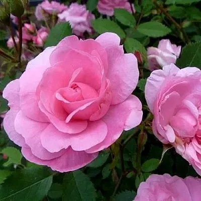 Саженцы роз ДЖОН ДЭВИС плетистая  Саженцы роз ДЖОН ДЭВИС плетистая в Волгограде