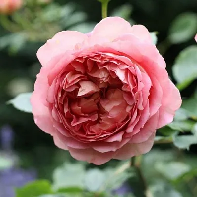 Саженцы роз РИДЖЕНТС ПАРК чайно-гибридная  Саженцы роз РИДЖЕНТС ПАРК чайно-гибридная в Волгограде