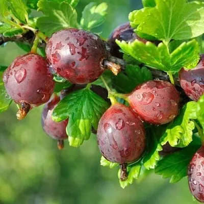 Крыжовник СЕРЕНАДА в Волгограде