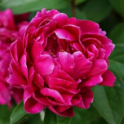 Пион ЛУИ ВАН-ГУТТ травянистый  Пион ЛУИ ВАН-ГУТТ травянистый в Волгограде