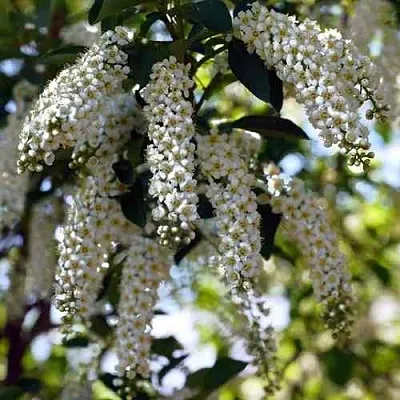 Черемуха виргинская ШУБЕРТ  Черемуха виргинская ШУБЕРТ в Волгограде