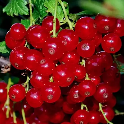 Смородина красная СЕРПАНТИН в Волгограде