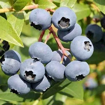 Голубика КРОЭТЭН в Волгограде