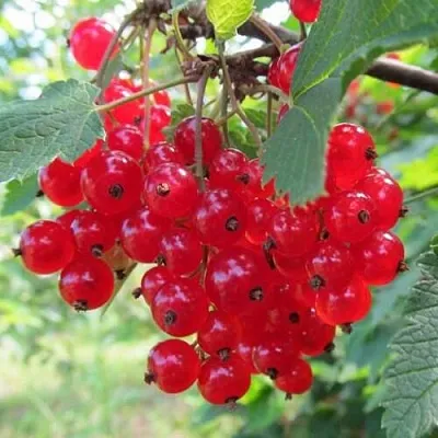 Смородина красная КРАСНАЯ АНДРЕЙЧЕНКО  Смородина красная КРАСНАЯ АНДРЕЙЧЕНКО в Волгограде