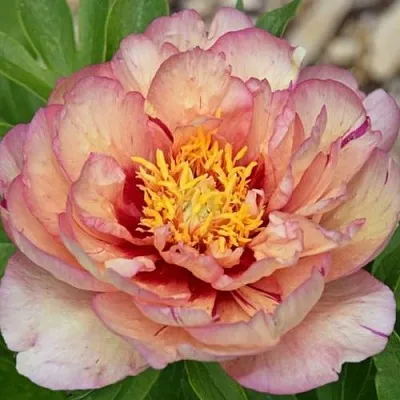 Пион КЭЛЛИС МЕМОРИ ито-гибрид  Пион КЭЛЛИС МЕМОРИ ито-гибрид в Волгограде