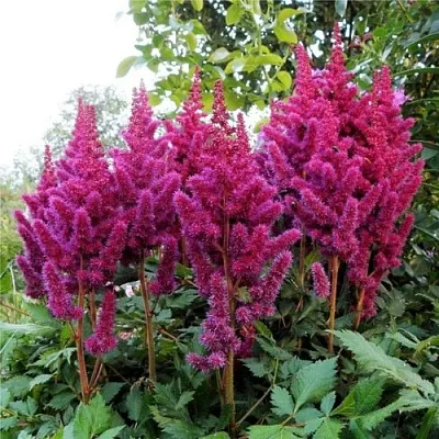 Астильба ВИЖНС китайская в Волгограде