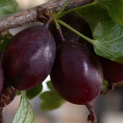 Крыжовник ЧЕЛЯБИНСКИЙ СЛАБОШИПОВАТЫЙ в Волгограде