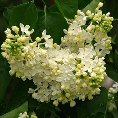 Сирень ПРИМРОУЗ  Сирень ПРИМРОУЗ в Волгограде