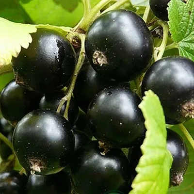 Смородина черная ЭБОНИ  Смородина черная ЭБОНИ в Волгограде