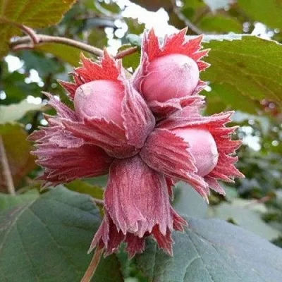 Фундук СКАРЛЕТТ в Волгограде