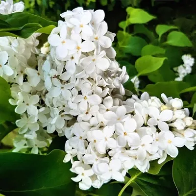 Сирень МАЛЕНЬКИЙ ПРИНЦ  Сирень МАЛЕНЬКИЙ ПРИНЦ в Волгограде