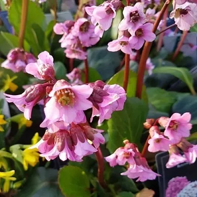 Бадан БЭБИ ДОЛЛ в Волгограде