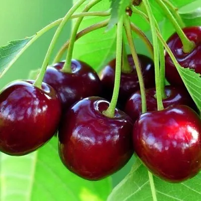 Вишня ВЯНОК  Вишня ВЯНОК в Волгограде