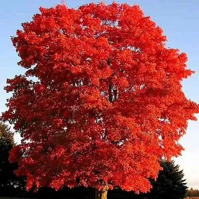 Дуб красный   Дуб красный  в Волгограде