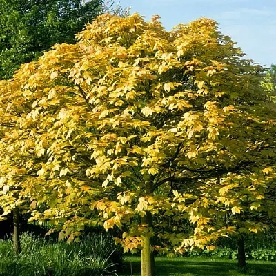 Клен ложноплатановый  Клен ложноплатановый в Волгограде