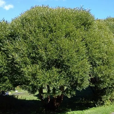 Ива ломкая   Ива ломкая  в Волгограде