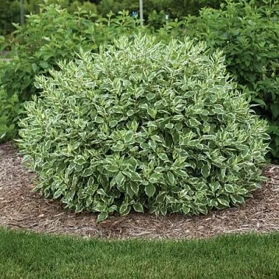 Дерен ЭЛЕГАНТИССИМА белый  Дерен ЭЛЕГАНТИССИМА белый в Волгограде