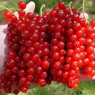 Смородина красная РЕД ПУЛ в Волгограде