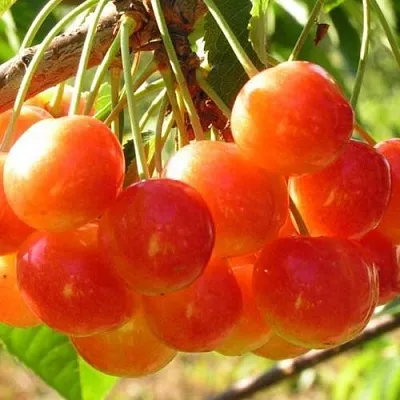 Черешня СОПЕРНИЦА  Черешня СОПЕРНИЦА в Волгограде