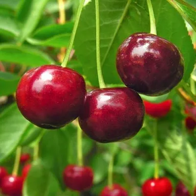 Вишня УЙФЕХЕРТОЙ ФЮРТОШ  Вишня УЙФЕХЕРТОЙ ФЮРТОШ в Волгограде