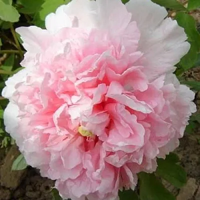 Пион БУКЕТ РОЗОВЫХ ГВОЗДИК древовидный  Пион БУКЕТ РОЗОВЫХ ГВОЗДИК древовидный в Волгограде