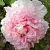 Пион БУКЕТ РОЗОВЫХ ГВОЗДИК древовидный в Волгограде
