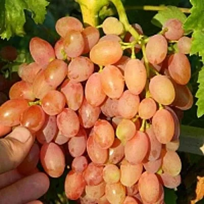 Виноград КИШМИШ ЛУЧИСТЫЙ  Виноград КИШМИШ ЛУЧИСТЫЙ в Волгограде