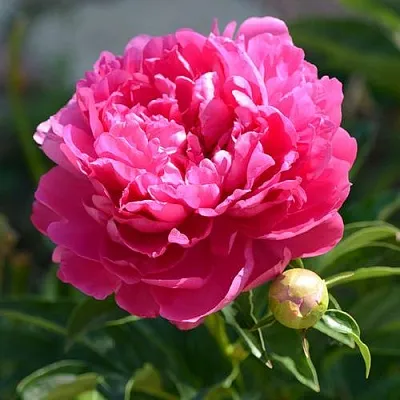 Пион БУШЕЛА травянистый  Пион БУШЕЛА травянистый в Волгограде