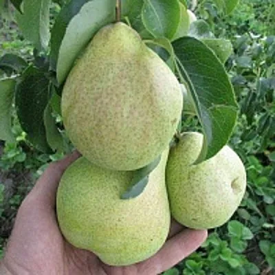 Груша КУДЕСНИЦА  Груша КУДЕСНИЦА в Волгограде