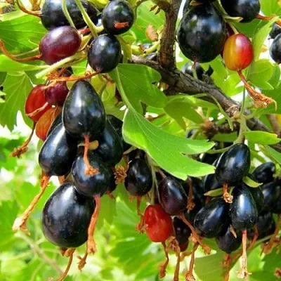 Смородина золотистая БОКАЛИНСКАЯ  Смородина золотистая БОКАЛИНСКАЯ в Волгограде