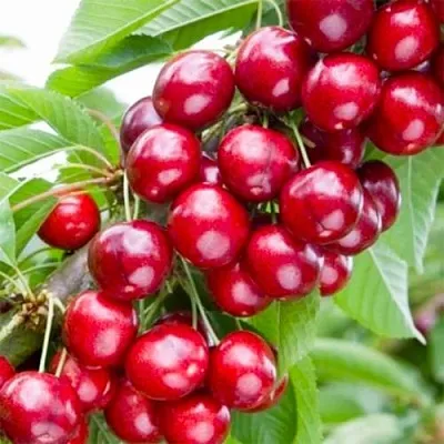 Вишня МАЛЮТКА колонновидная  Вишня МАЛЮТКА колонновидная в Волгограде