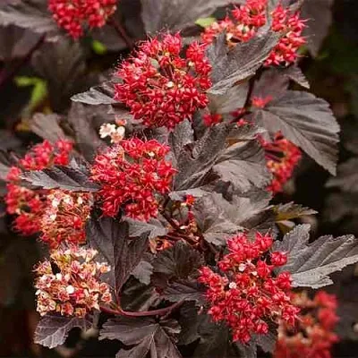 Пузыреплодник РЕД БАРОН  Пузыреплодник РЕД БАРОН в Волгограде