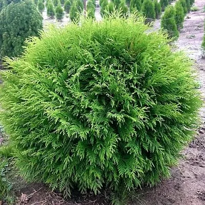 Туя ЛИТЛ ЧЕМПИОН западная  Туя ЛИТЛ ЧЕМПИОН западная в Волгограде