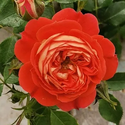 Саженцы роз СТАРЛЕТ РОУЗ КАРМЕН плетистая  Саженцы роз СТАРЛЕТ РОУЗ КАРМЕН плетистая в Волгограде