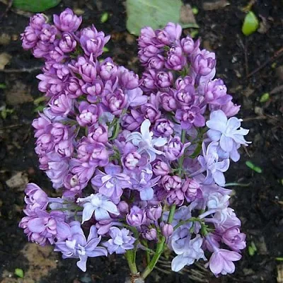 Сирень НАДЕЖДА  Сирень НАДЕЖДА в Волгограде