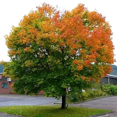Клен остролистный  Клен остролистный в Волгограде