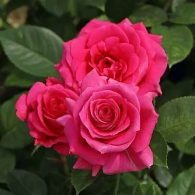 Саженцы роз ЛАВ ЛЕТТЕР флорибунда  Саженцы роз ЛАВ ЛЕТТЕР флорибунда в Волгограде