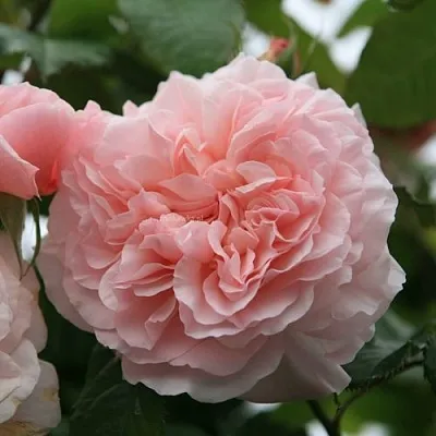 Саженцы роз РОЗ ДЕ ТОЛБИАК плетистая  Саженцы роз РОЗ ДЕ ТОЛБИАК плетистая в Волгограде