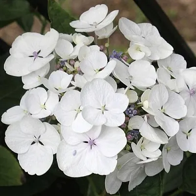 Гортензия ЛИБЕЛЛЕ крупнолистная  Гортензия ЛИБЕЛЛЕ крупнолистная в Волгограде
