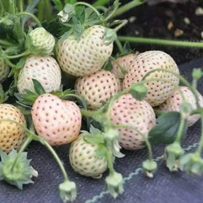 Клубника АНАНАСА ремонтантная — описание сорта Клубника АНАНАСА ремонтантная в Волгограде