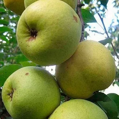 Груша РОГНЕДА  Груша РОГНЕДА в Волгограде