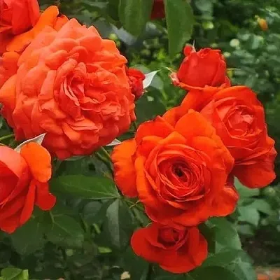 Саженцы роз МАЙНТАУЭР плетистая  Саженцы роз МАЙНТАУЭР плетистая в Волгограде