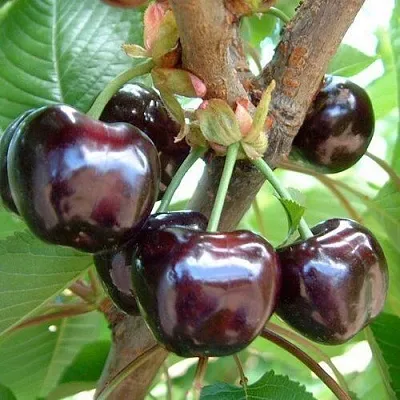 Черешня МУСКАТНАЯ  Черешня МУСКАТНАЯ в Волгограде